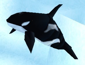 Animated Orca