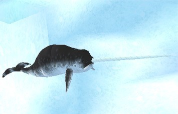 Narwhal