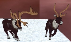 Reindeer