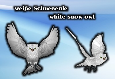 White snow owl
