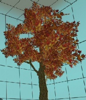 Autumn Tree 1