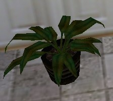 House Plant